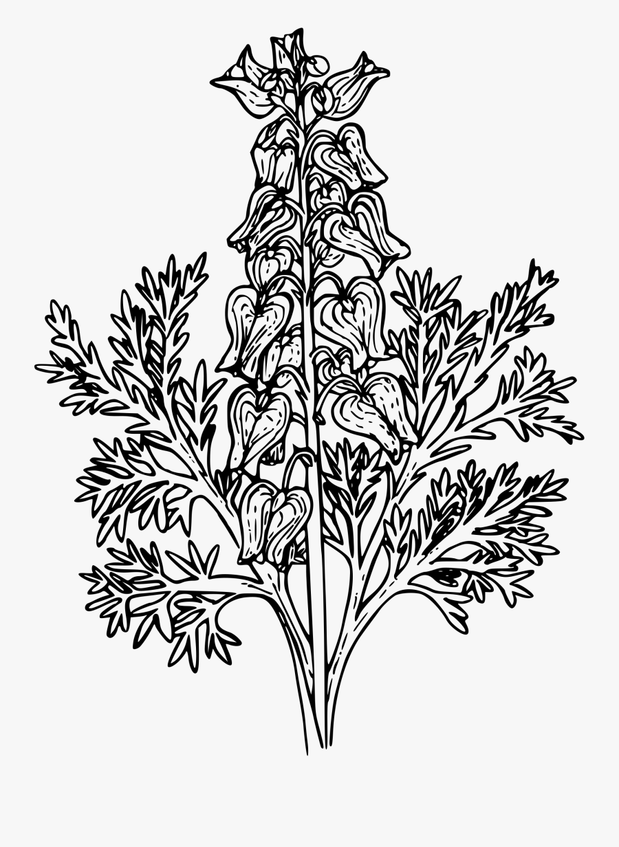 Western Bleeding Heart - Botanical Bleeding Heart Illustration Plant, Transparent Clipart