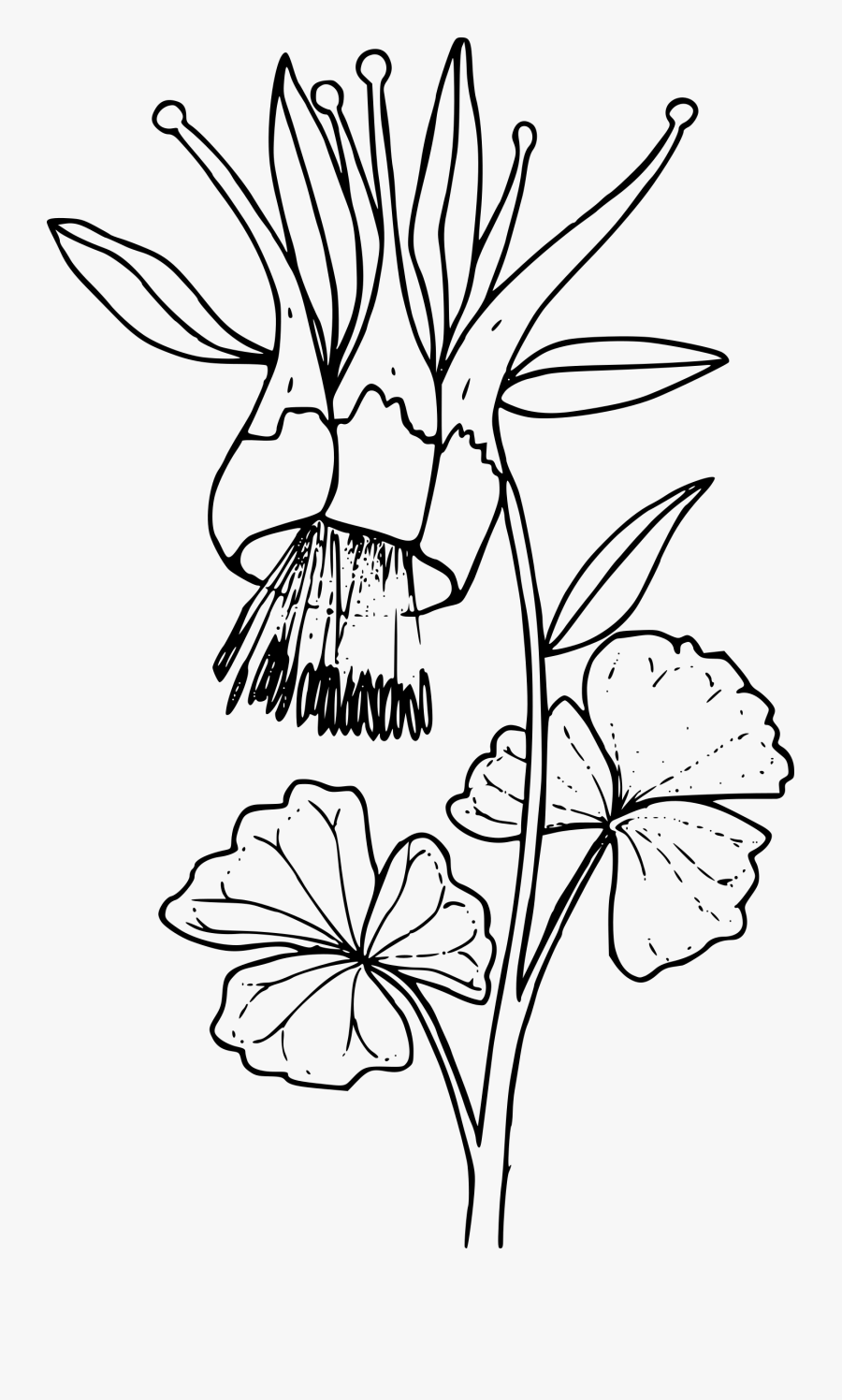 Western Columbine - Watercolor Columbine Flower Drawing, Transparent Clipart