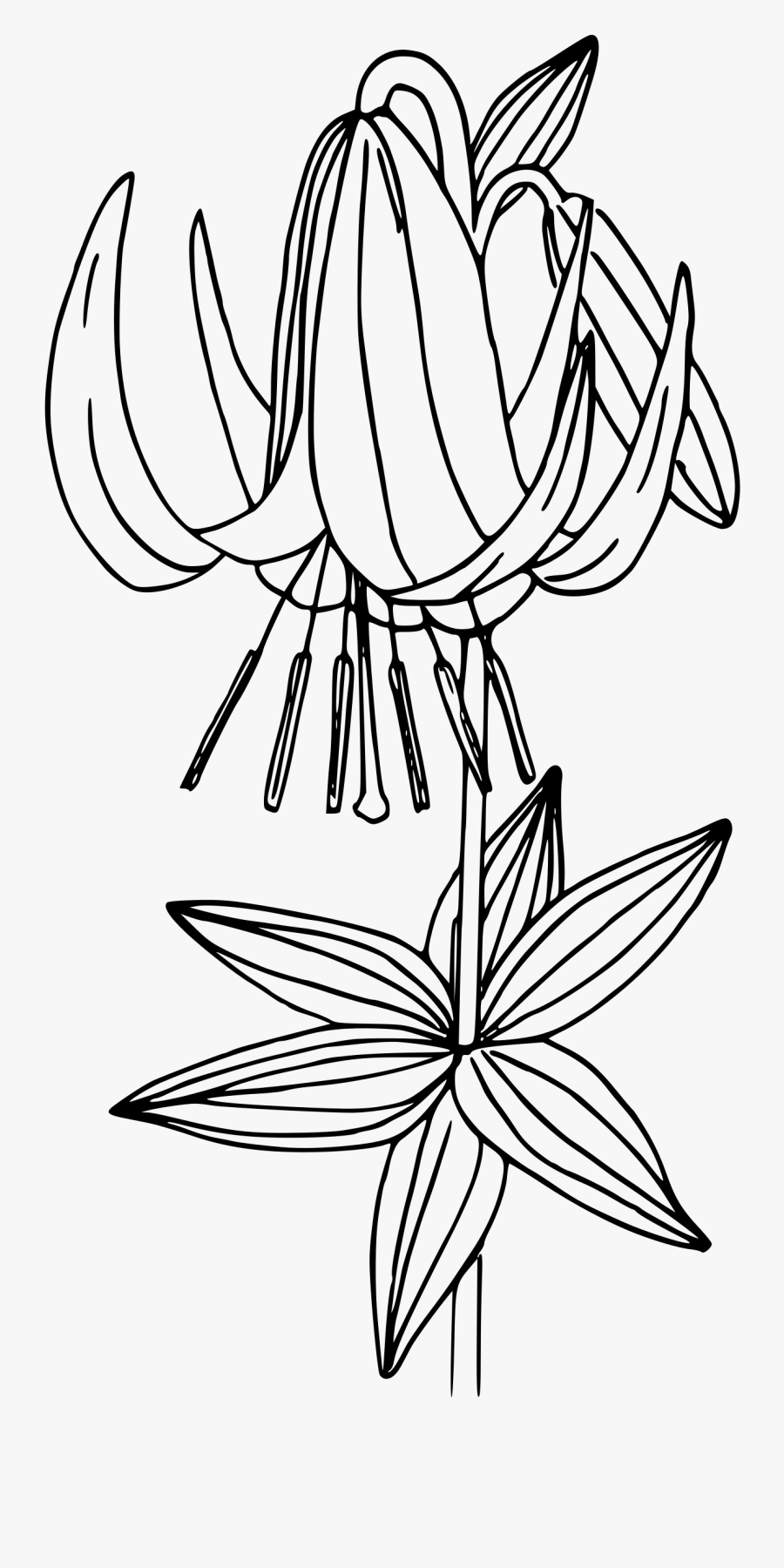 Western Lily Clip Arts - Western Lily Drawings, Transparent Clipart