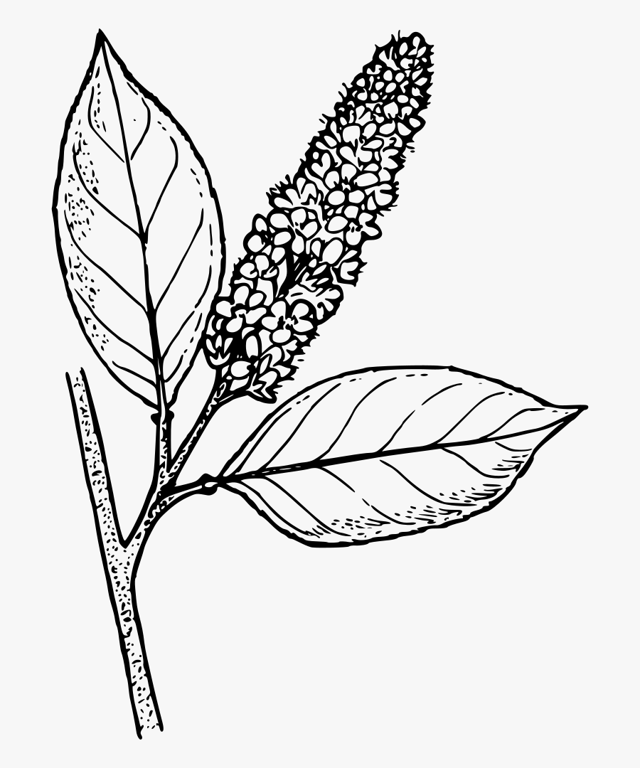 Western Choke Cherry Western Chokecherry Drawing , Free Transparent