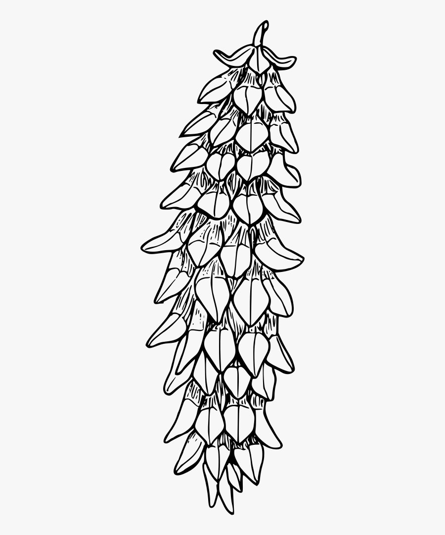 Western White Pine - Lodgepole Pine Coloring Pages, Transparent Clipart