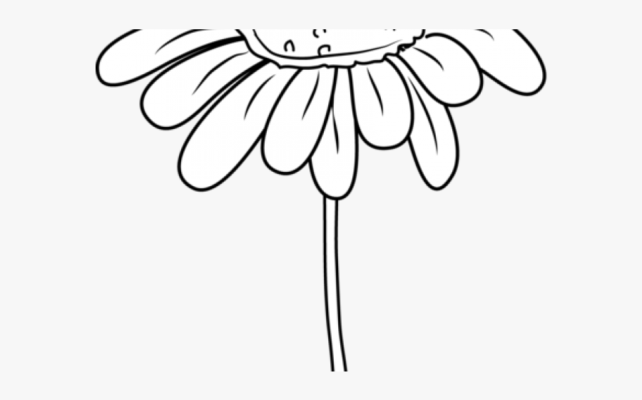 Chamomile Clipart Margarita Flower - Illustration, Transparent Clipart