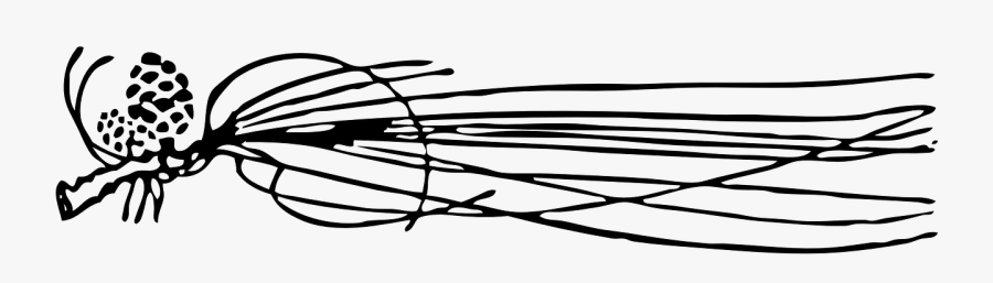 Conifer Cone, Transparent Clipart