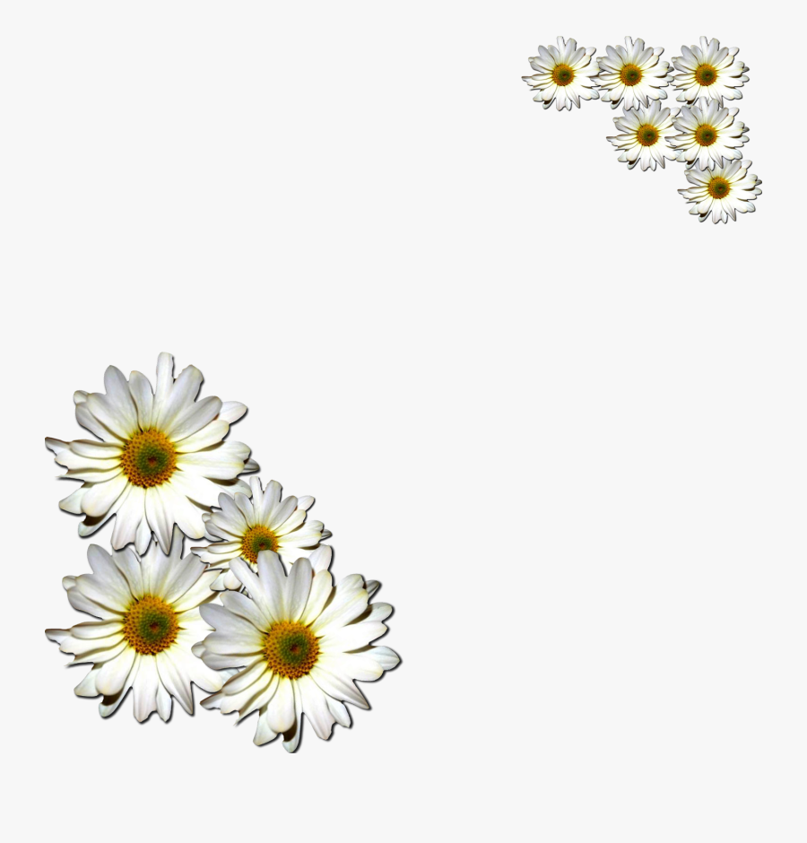 Transparent Daisies Clipart - Imagenes De Margaritas Png, Transparent Clipart