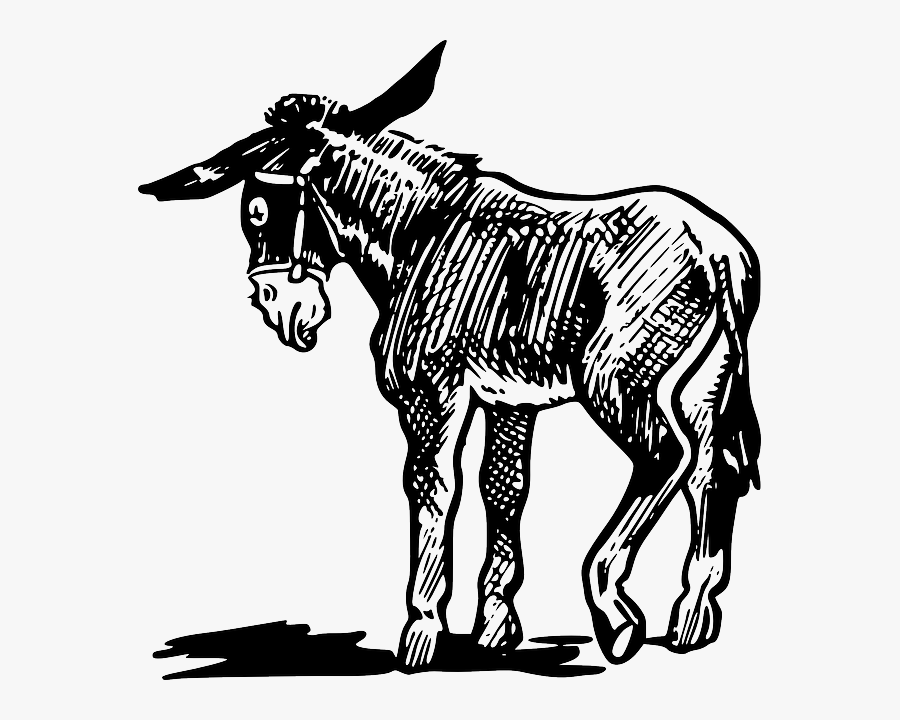 Donkey Drawing Images At - Donkey Clip Art Black And White, Transparent Clipart