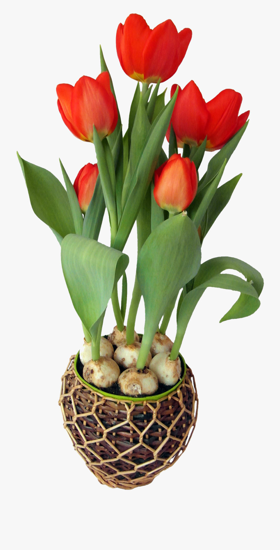 Tulip Flower In Pot - Flower In A Pot Png, Transparent Clipart