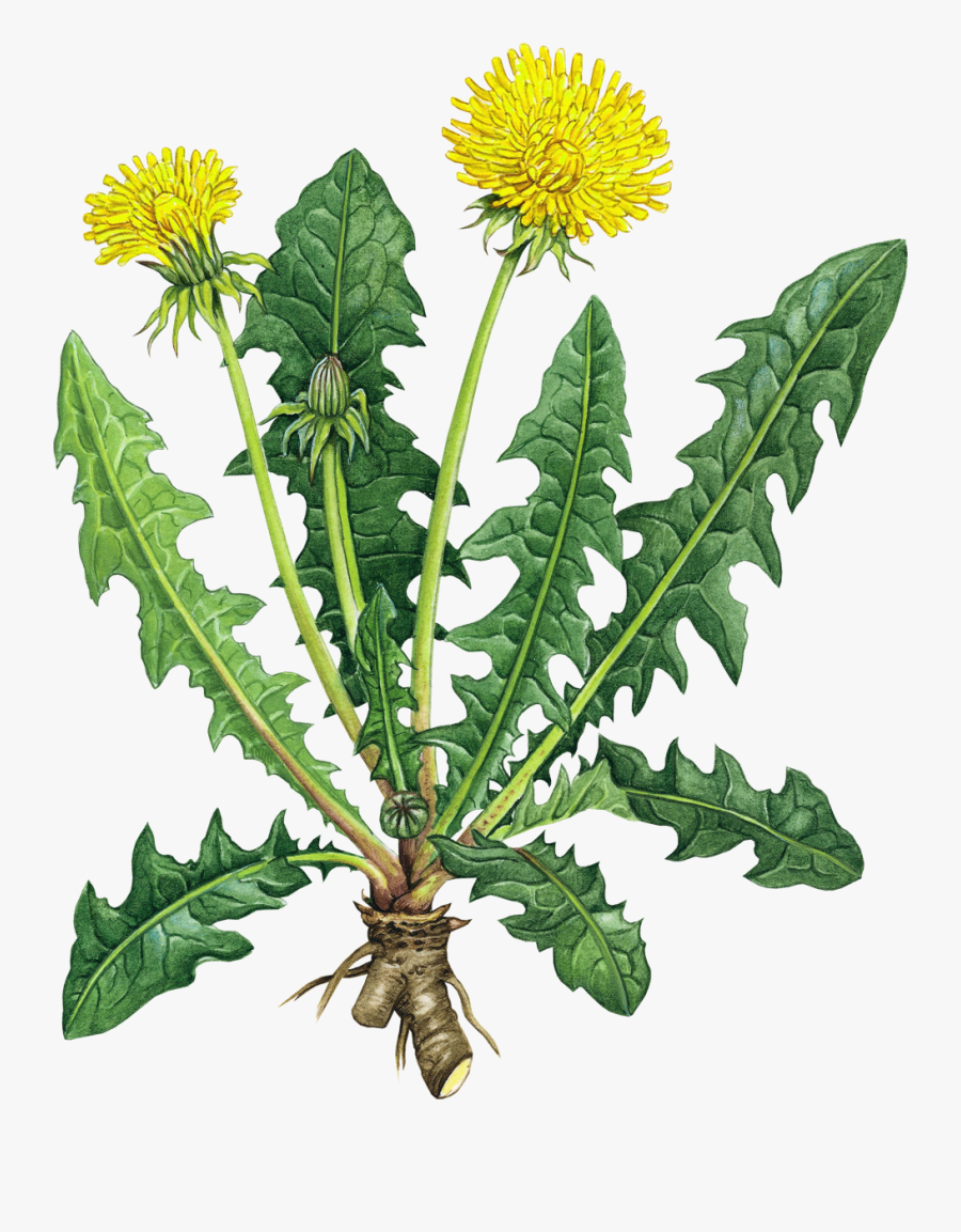 Transparent Dandelion Clipart Black And White - Dandelion Root Benefits, Transparent Clipart