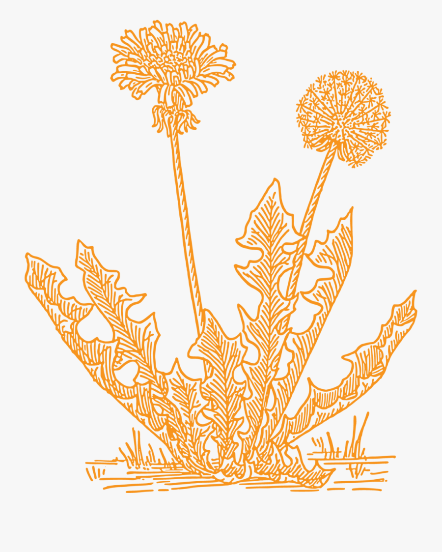 Clip Art Dandelion Pictures - Grass Clip Art, Transparent Clipart