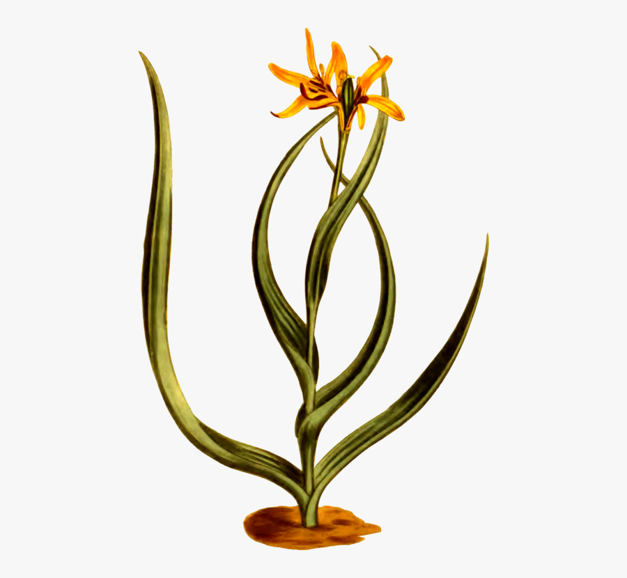 Plant,flower,flowerpot, Transparent Clipart