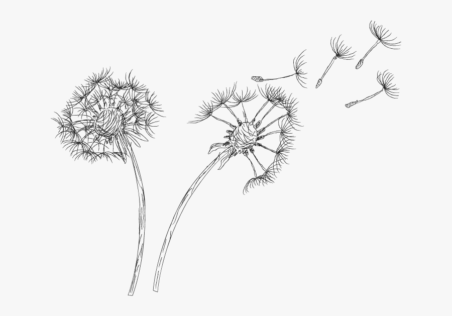 Dandelion Png Clipart - Royalty Free Dandelion Png, Transparent Clipart