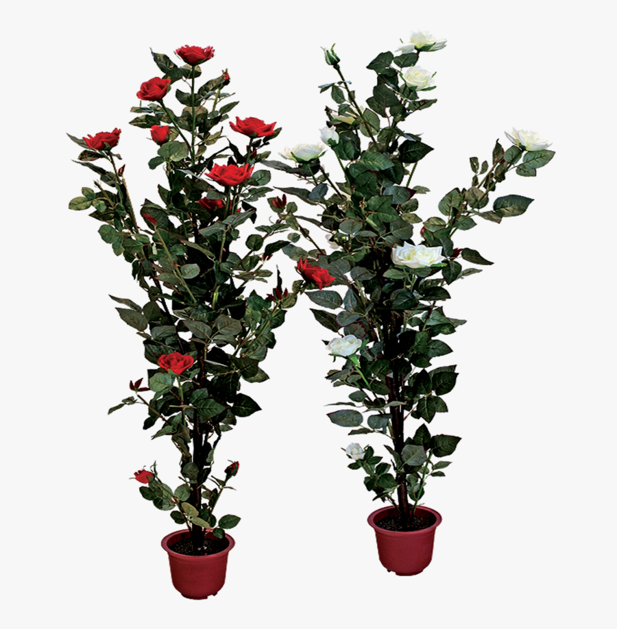 Plants Clipart Potted Plant - Rose Flower Tree Png, Transparent Clipart