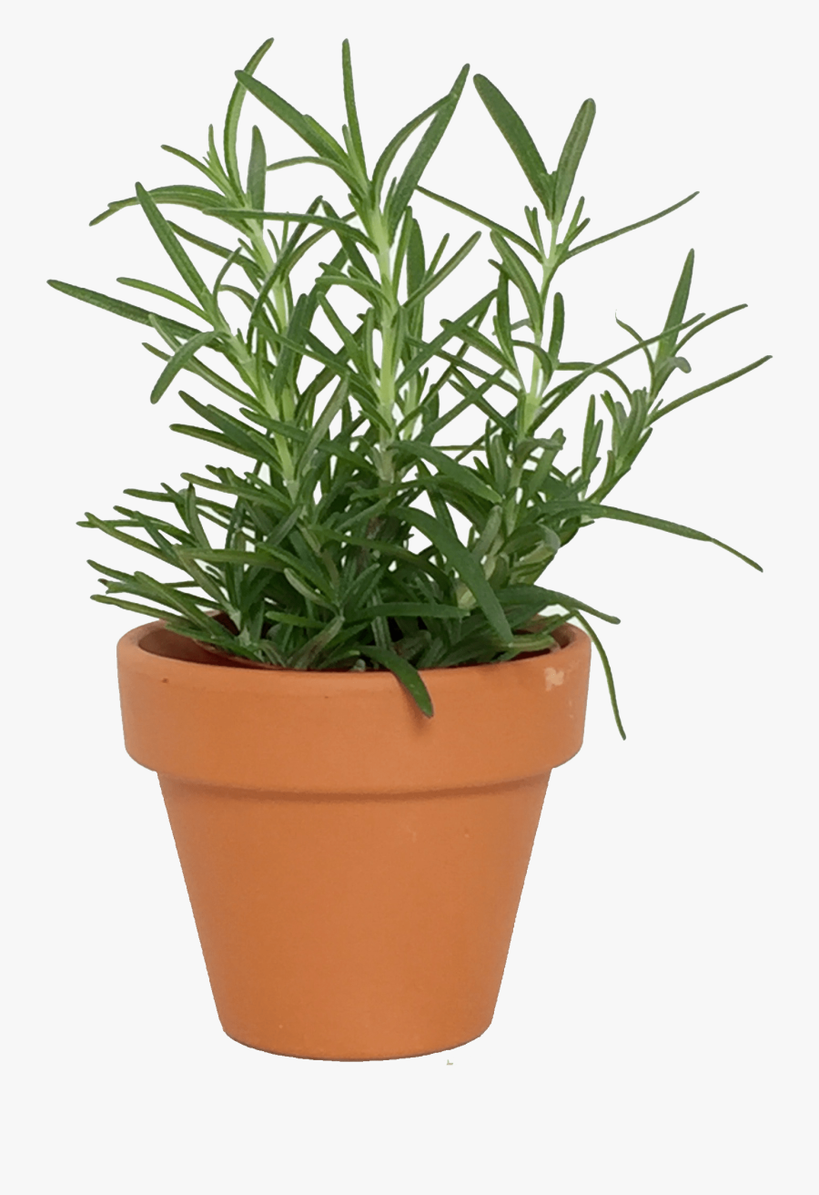 Clip Art Assorted Herbs In Over - Herb Pot Png, Transparent Clipart
