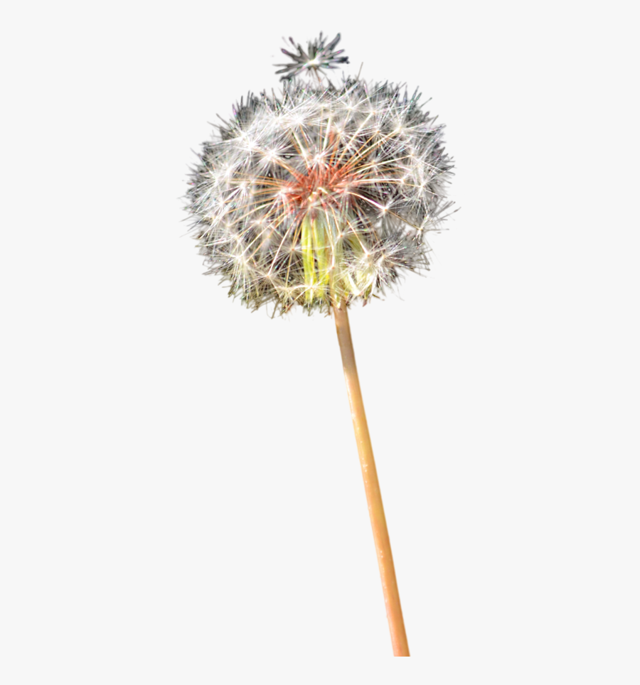 Colored Dandelion Png Clipart - Dandelion Clipart Colorful Transparent, Transparent Clipart