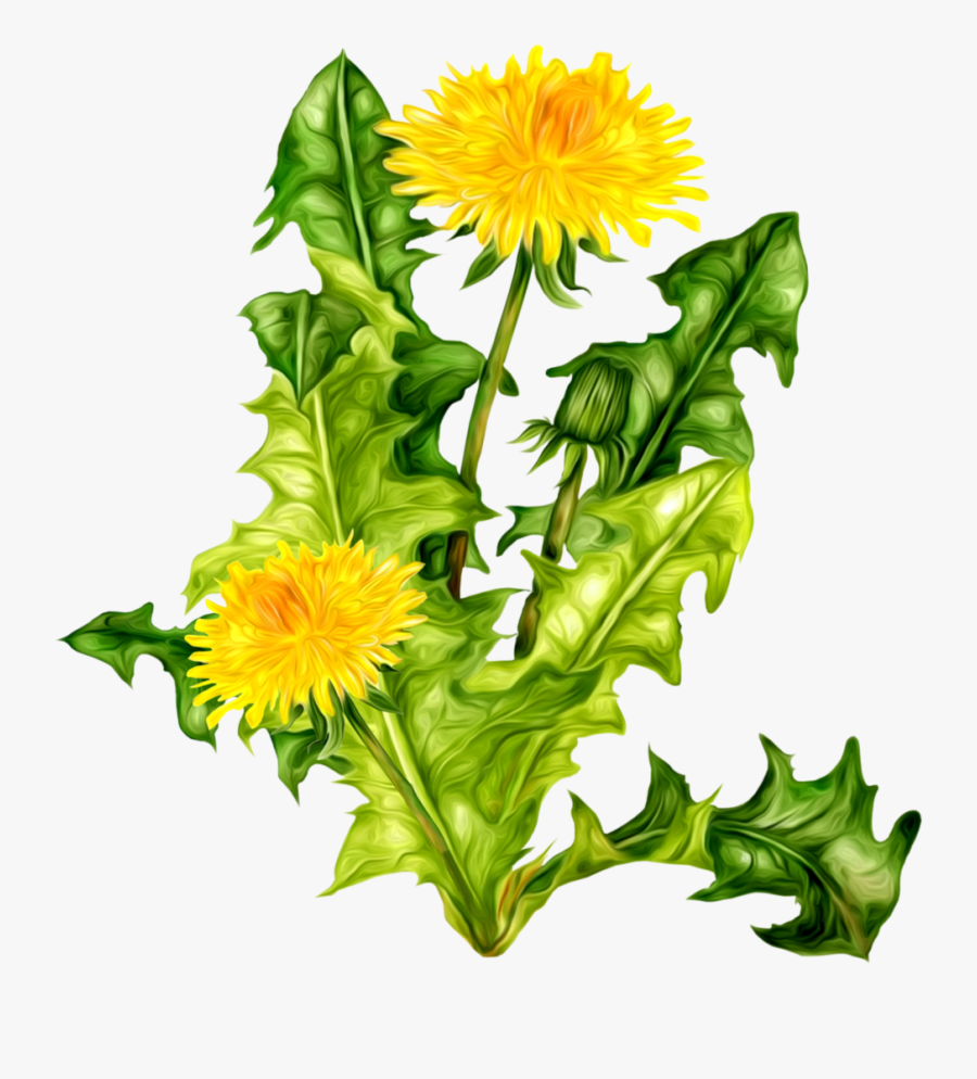 Dandelion Png - Png Dandelion, Transparent Clipart