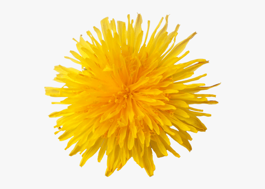 Dandelion Flower - Dandelion Yellow Png, Transparent Clipart