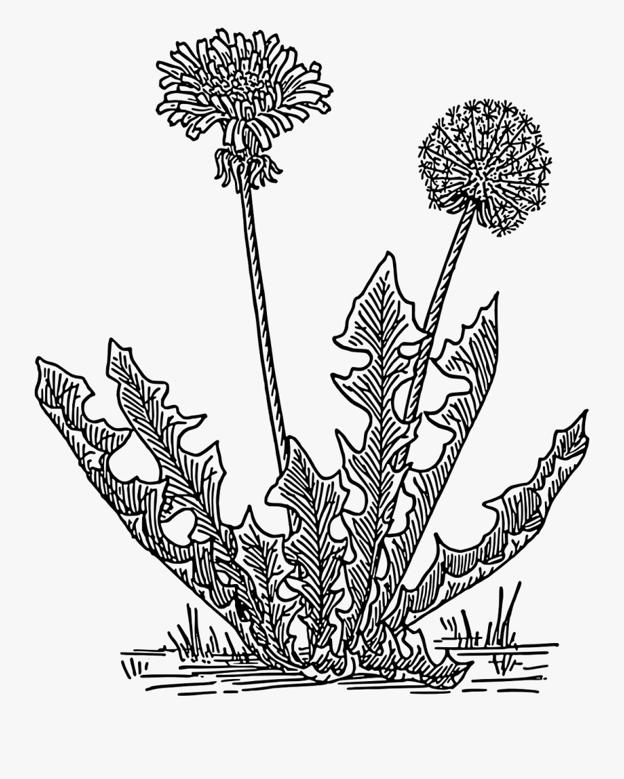 Dandelion - Dandelion Clipart Black And White, Transparent Clipart