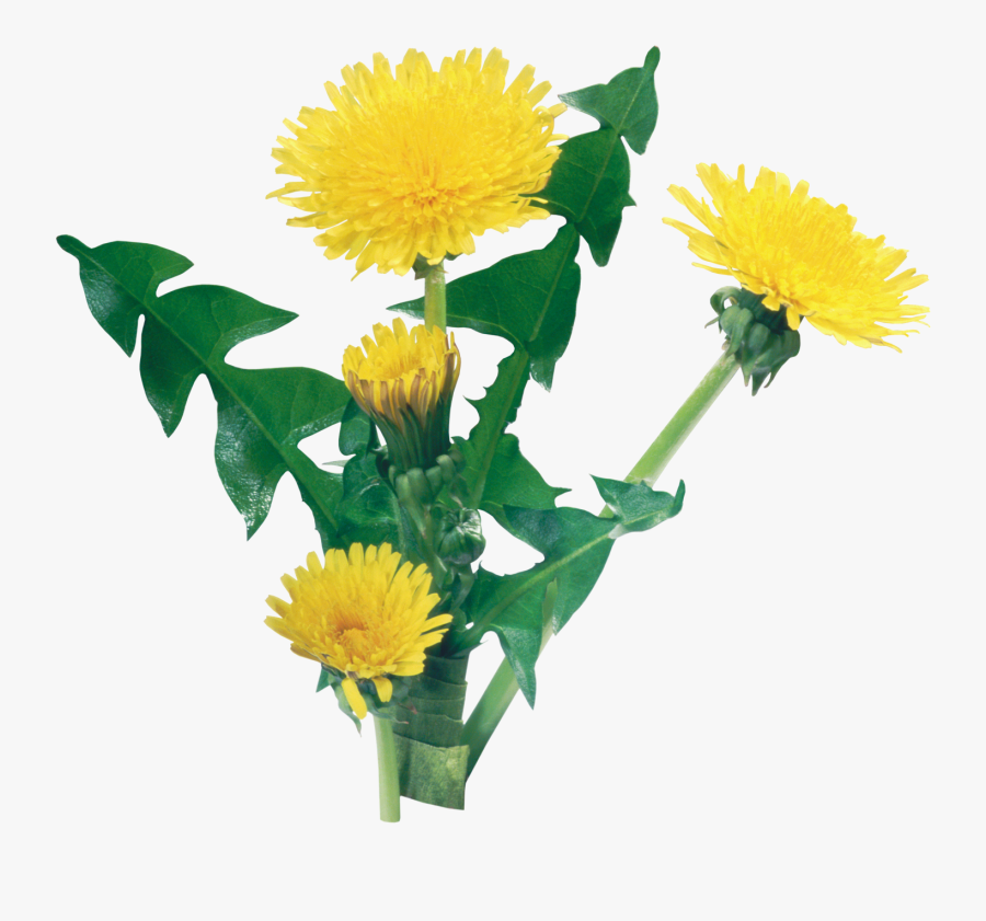 Dandelion Plant Transparent Background, Transparent Clipart