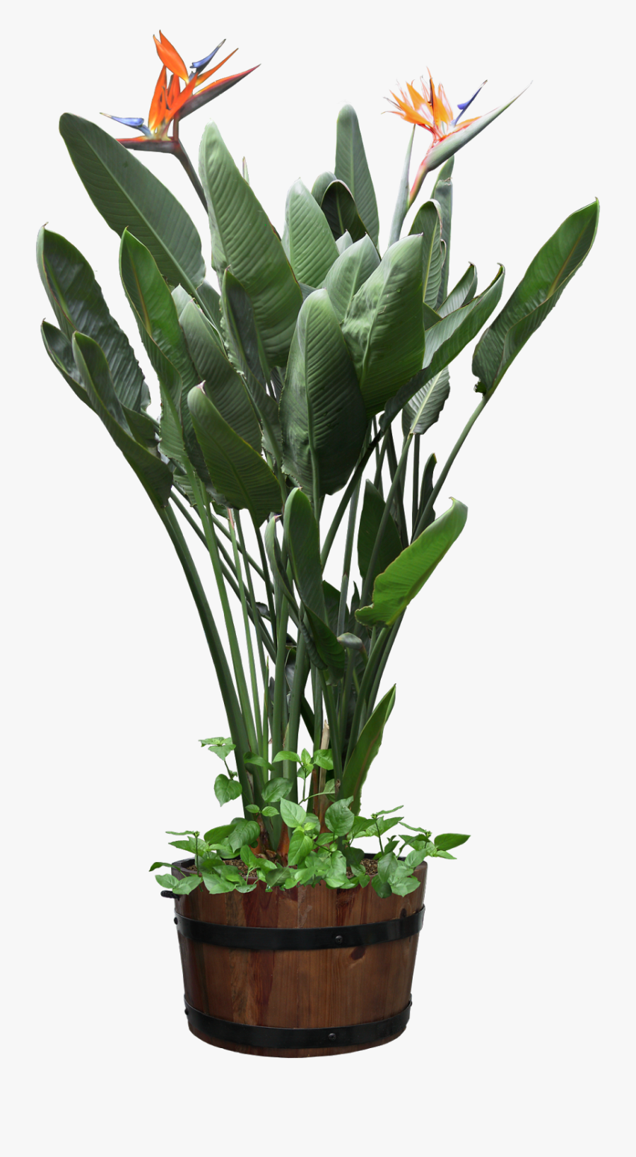 Download Top New Transparent Flower Pot Hd Photos - Potted Plant Transparent Png, Transparent Clipart