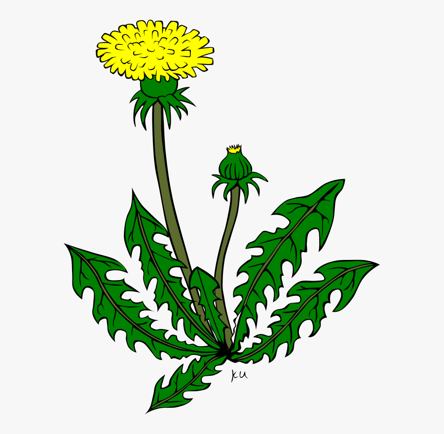 Clip Art Details - Dandelion Clip Art, Transparent Clipart