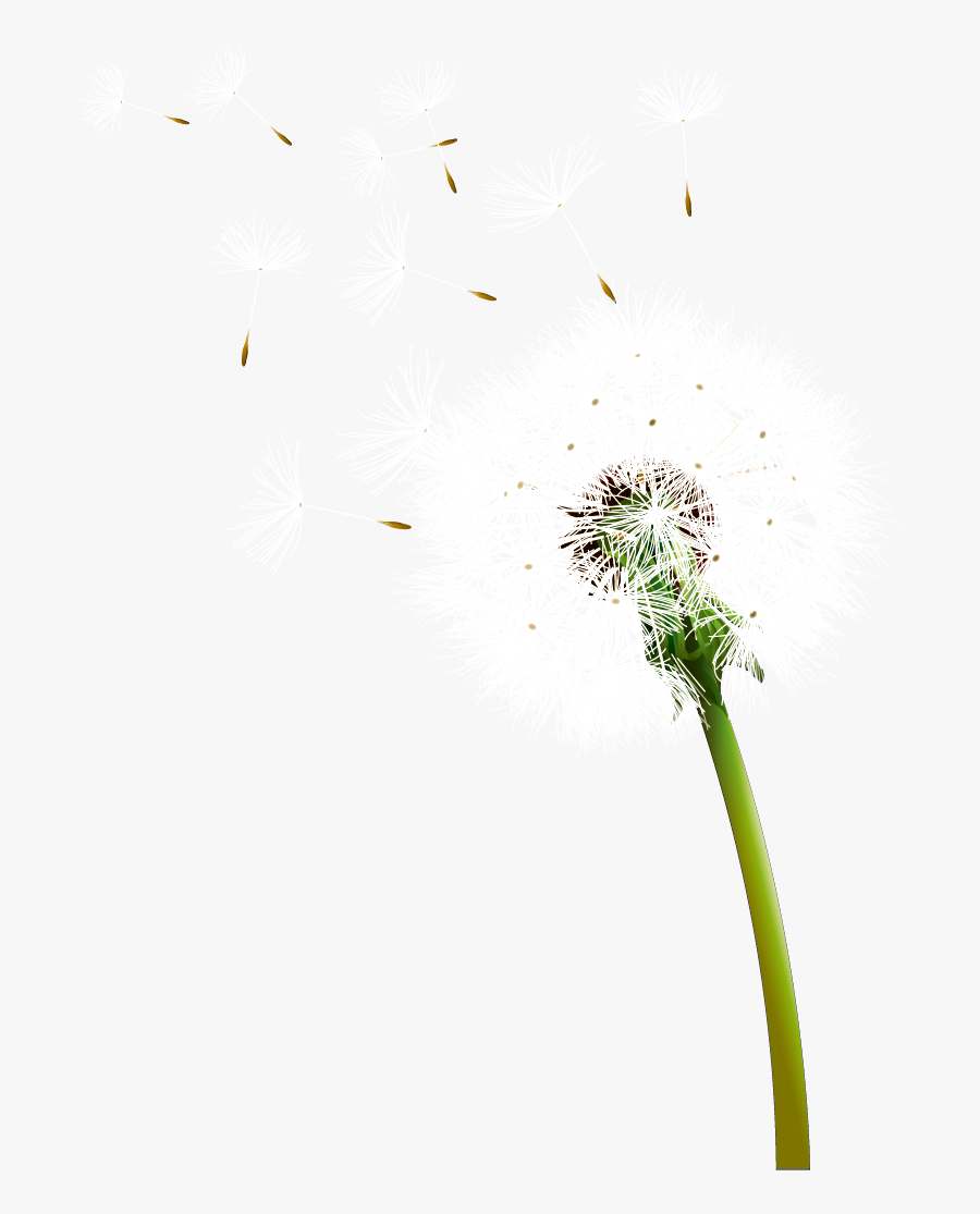 Colored Dandelion Transparent Background - Dandelion, Transparent Clipart