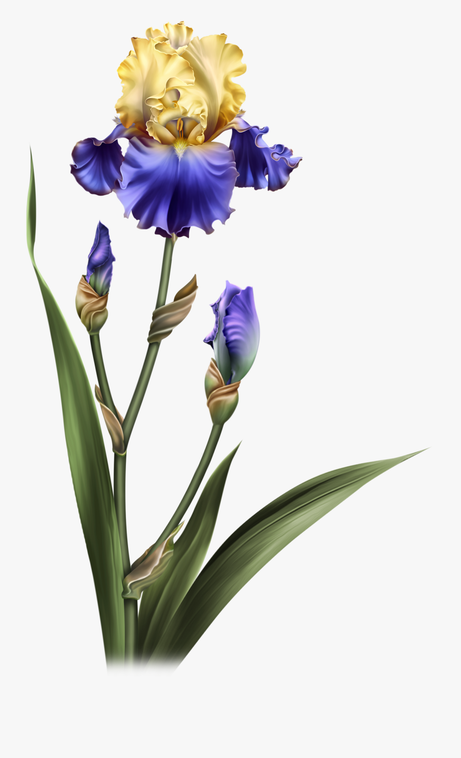 Iris Dreams Flower Pots, Potted Flowers, Iris, Clip - Iris Flower No Background, Transparent Clipart