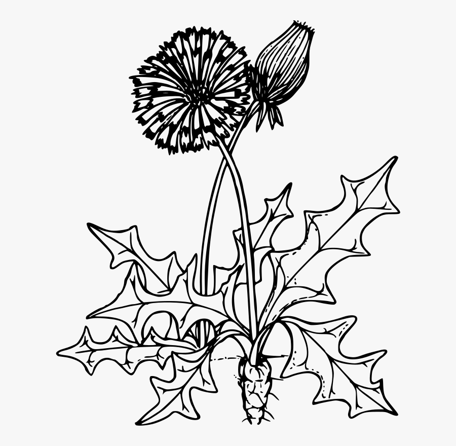 Symmetry,monochrome Photography,petal - Dandelion Clip Art Black And White, Transparent Clipart