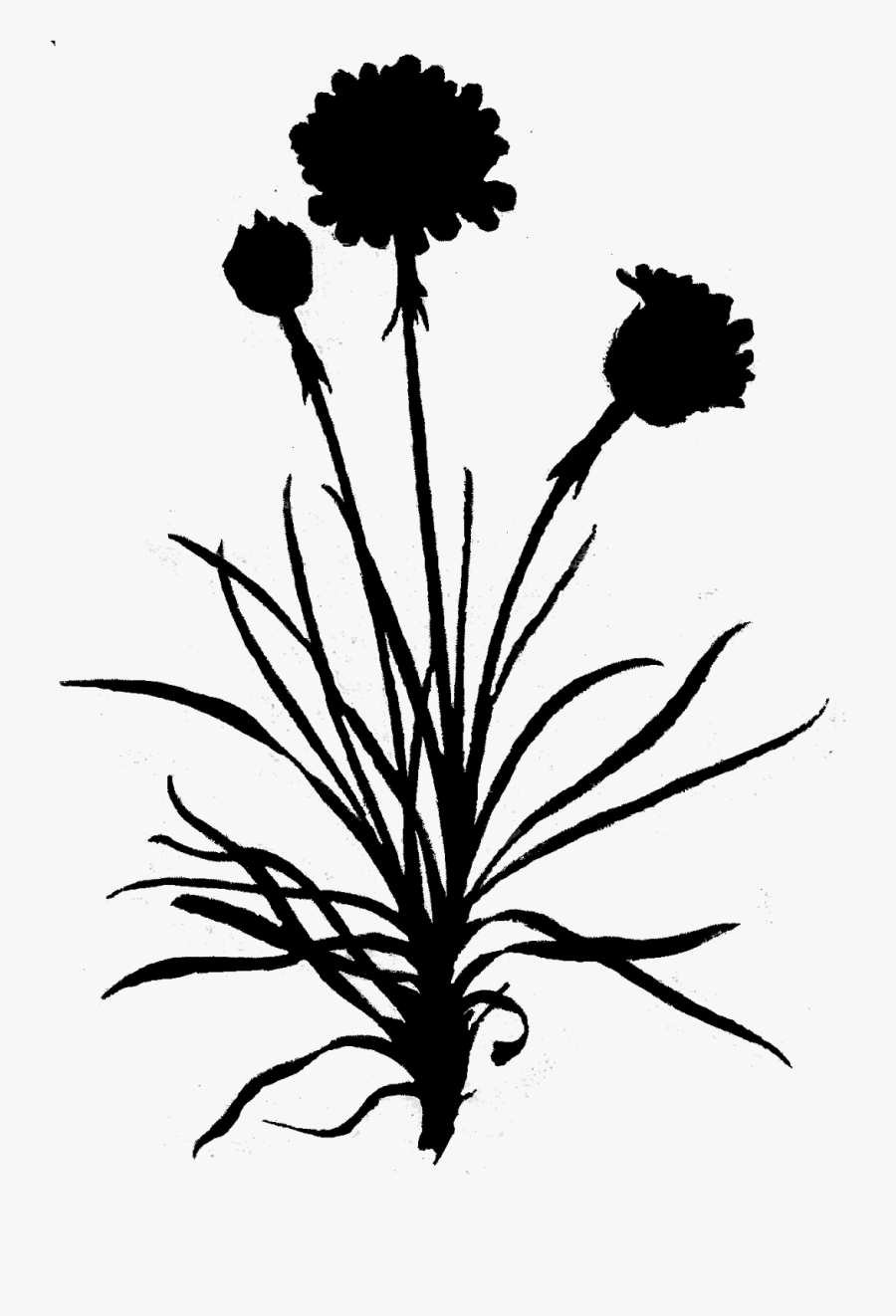 Dandelion Clip Art Leaf Floral Design - Chrysanths, Transparent Clipart
