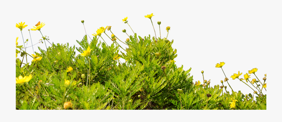 Dandelion Clip Art Pictures - Orange Flowers Transparent Background, Transparent Clipart