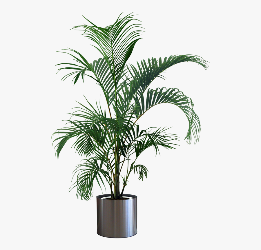 Plants Plant Flowerpot Gardening Houseplant Indoor - Potted Plant Transparent Background, Transparent Clipart