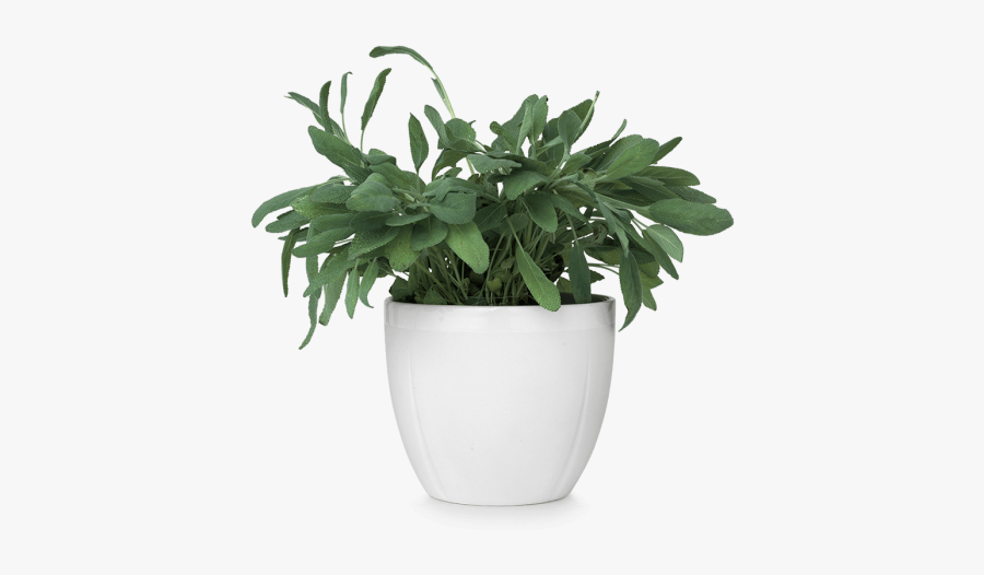 Flowerpot Png - White Flower Pot Png, Transparent Clipart
