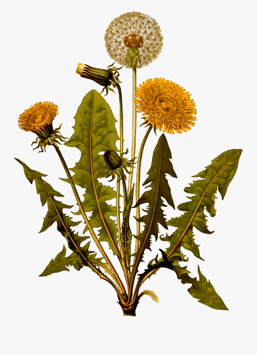 Transparent Dandelion Clip Art - Dandelion Parts, Transparent Clipart
