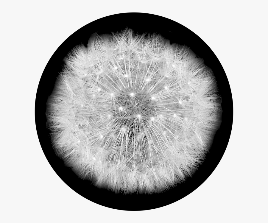 Dandelion Clipart Wind Drawing - Dandelion, Transparent Clipart