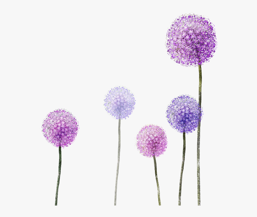 Dandelion Clipart Purple - Dandelion Flower Clipart Png, Transparent Clipart
