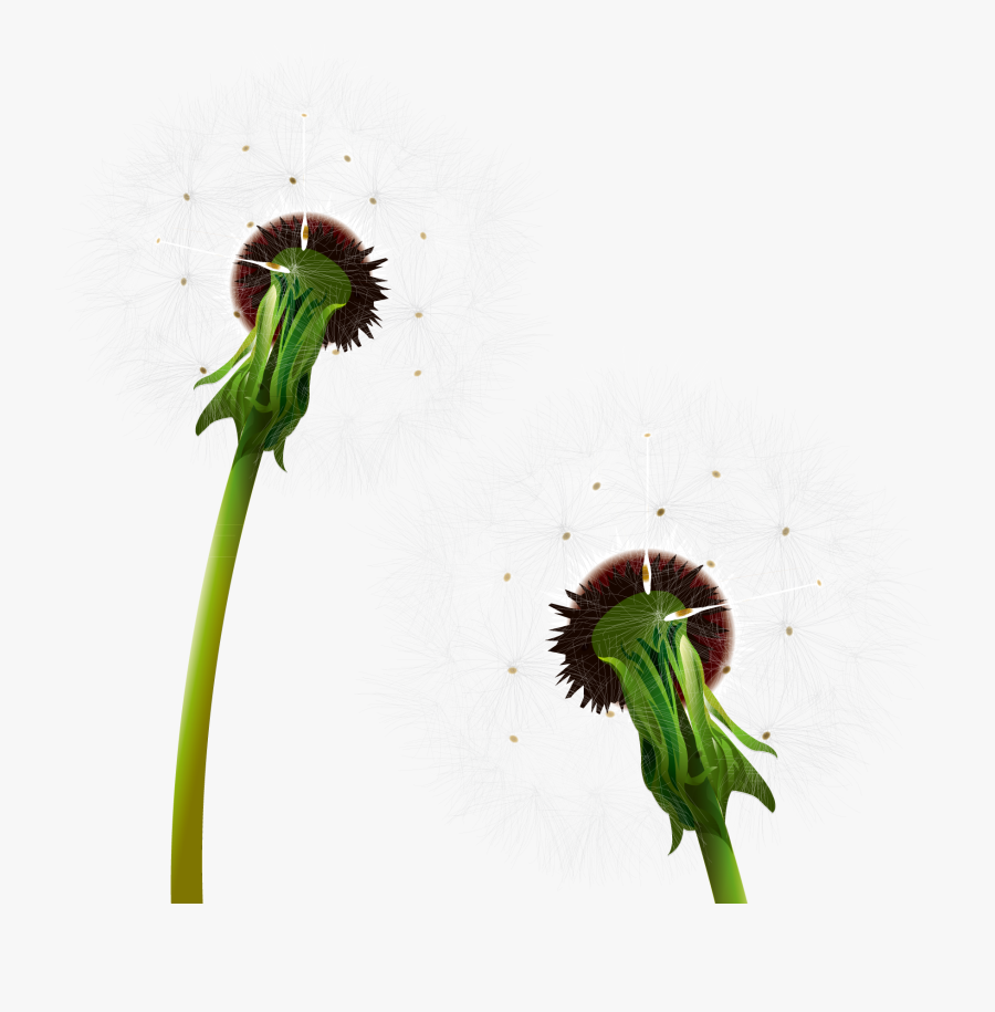Dandelion Clip Art - Dandelion, Transparent Clipart
