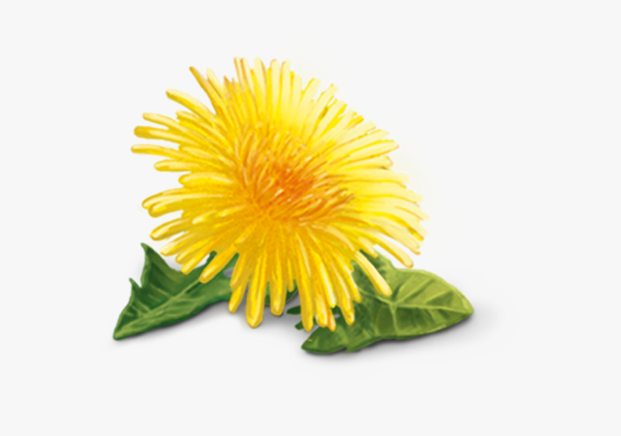 Dandelion Clipart Yellow Dandelion - Dandelion Png, Transparent Clipart