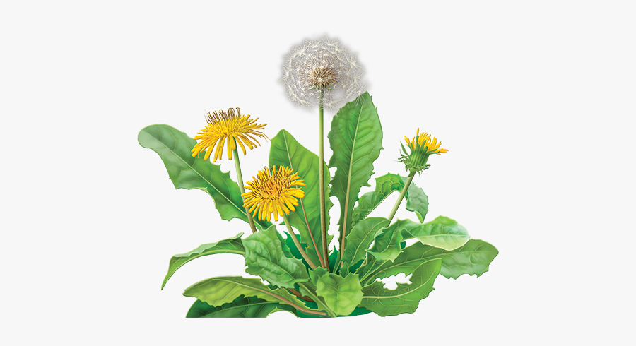 Dandelion Png, Transparent Clipart