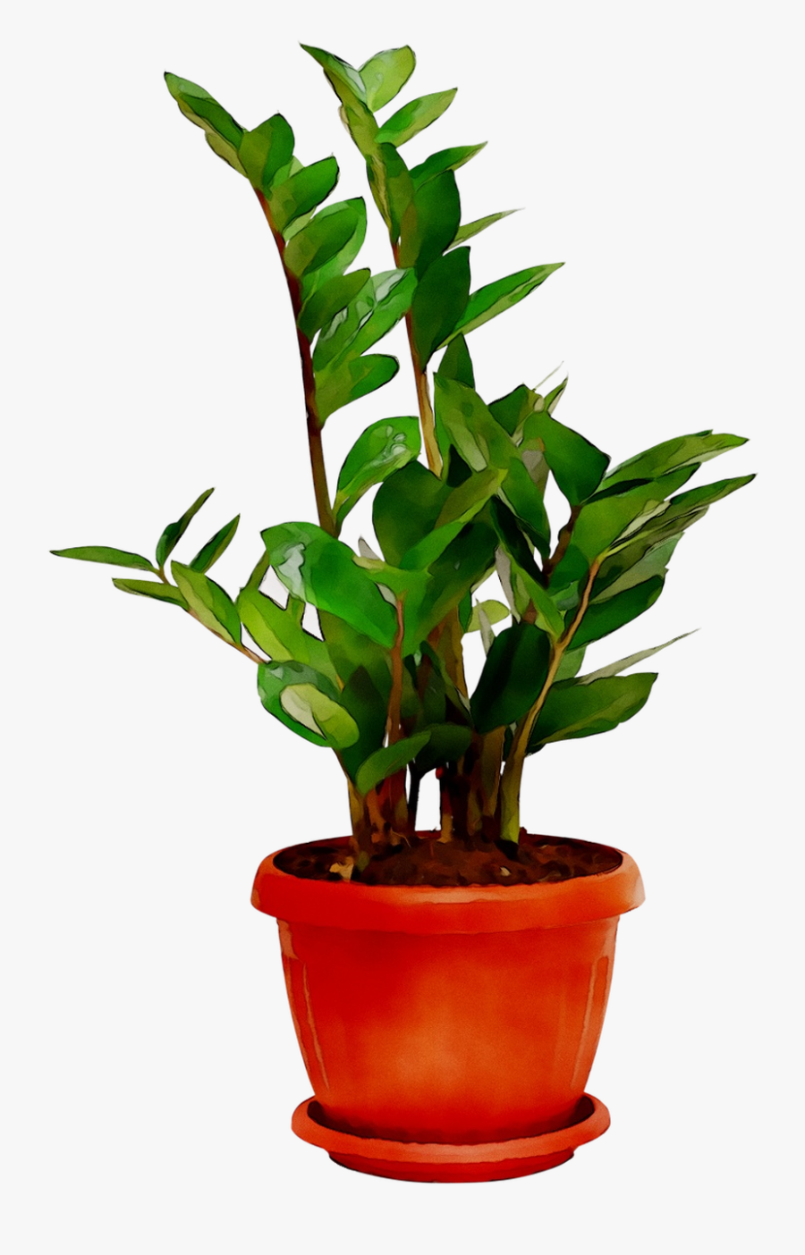 Transparent Heliconia Png - Plants Room Png, Transparent Clipart