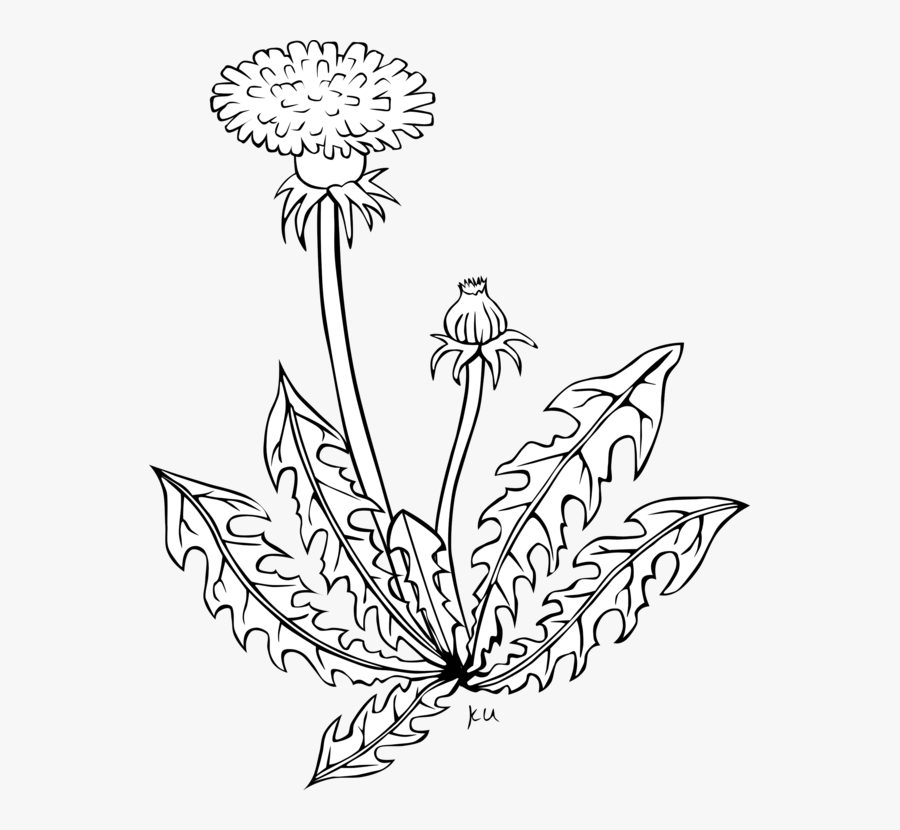 Symmetry,monochrome Photography,petal - Dandelion Clip Art, Transparent Clipart