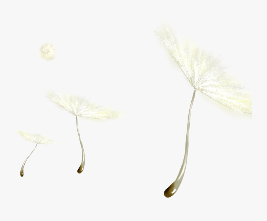 And White Black Dandelion Free Clipart Hq Clipart - Headpiece, Transparent Clipart