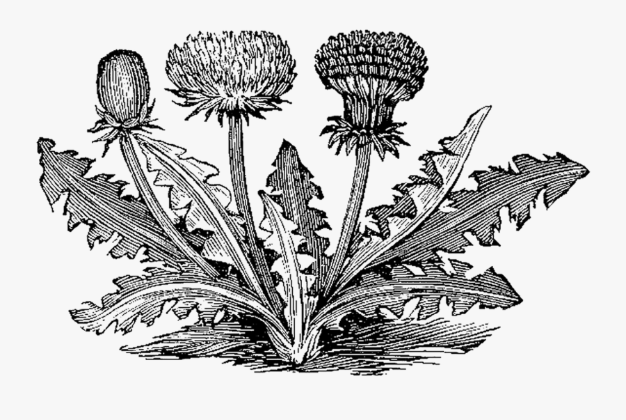 Black And White Botanical, Transparent Clipart