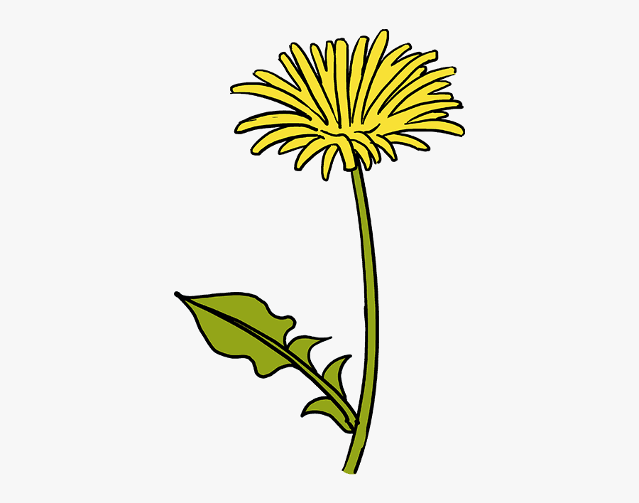 How To Draw A Dandelion - Dandelion Drawing Very Easy, Transparent Clipart