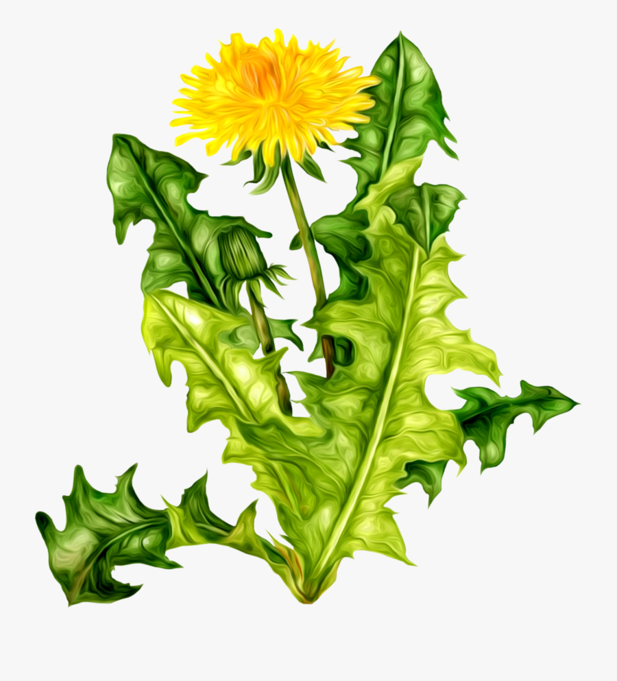 12856 - Dandelion Clipart, Transparent Clipart