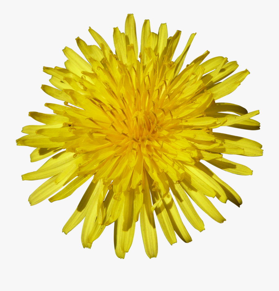 Dandelion Png Image - Sunflower Picture White Background, Transparent Clipart