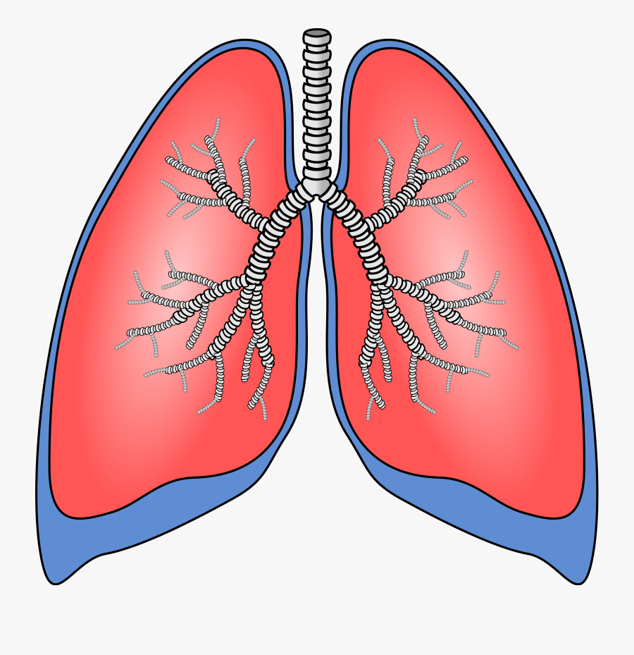 Human Biology Clipart - Lung Clipart Transparent Background , Free Transparent Clipart - ClipartKey