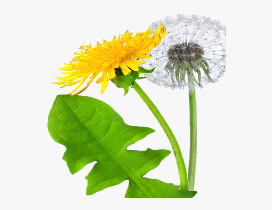 Dandelion - Transparent Background Dandelion, Transparent Clipart