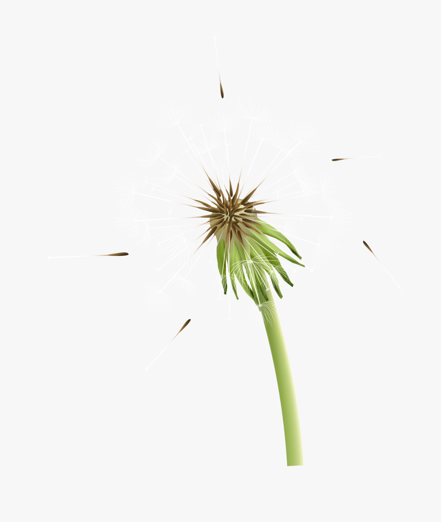 Dandelion Clipart Stem, Transparent Clipart