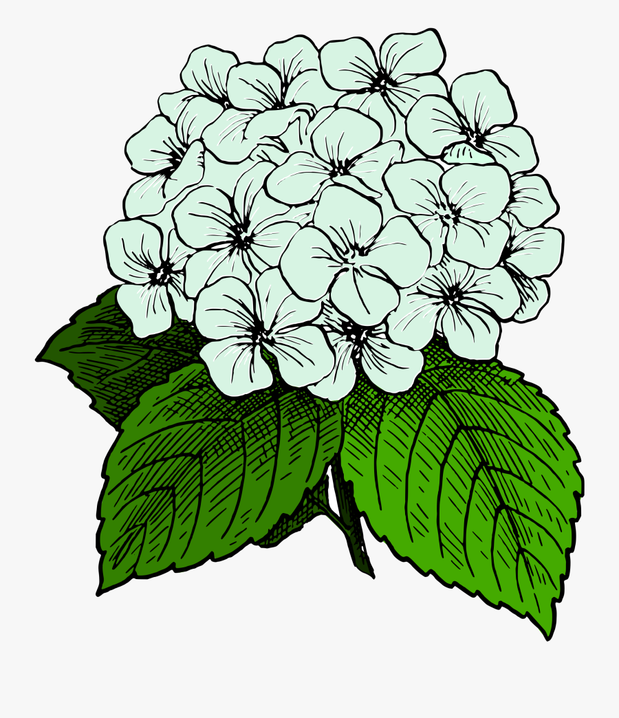 Transparent Dandelion Clip Art - Hydrangea Clipart, Transparent Clipart