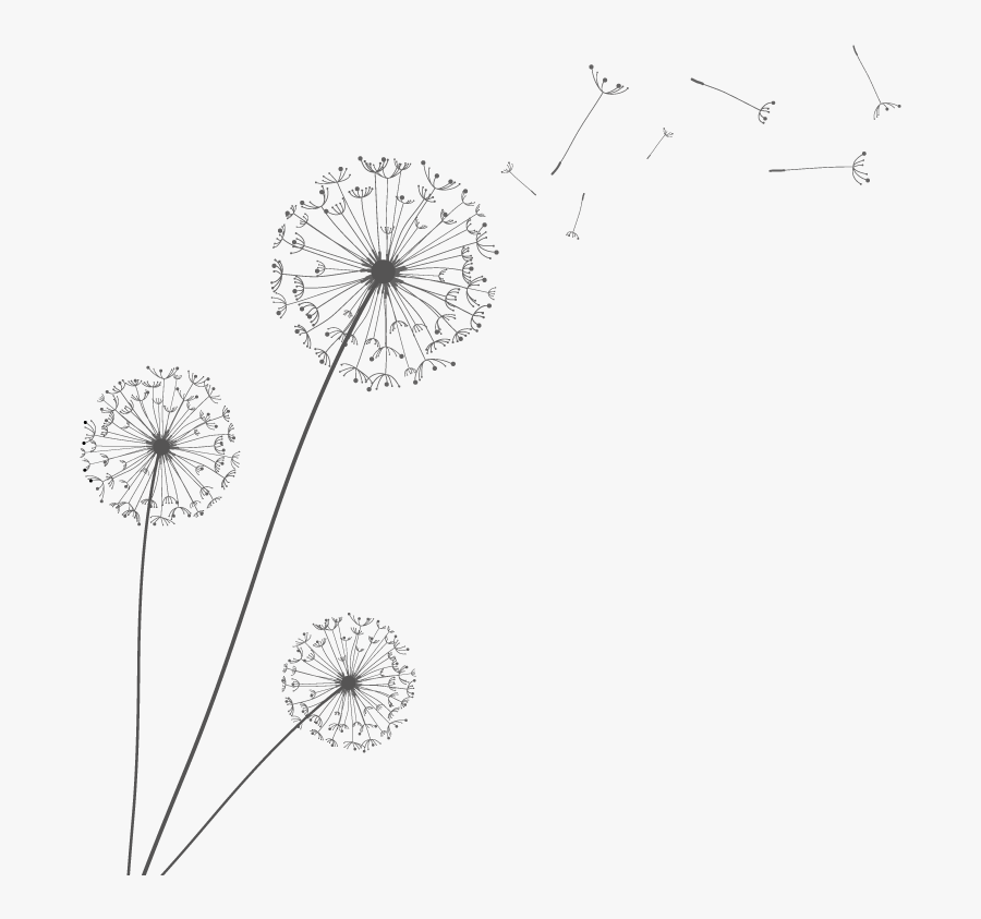#dandelion #dandelions @bbwashington @csirkecsirike - Minimalist Dandelion, Transparent Clipart
