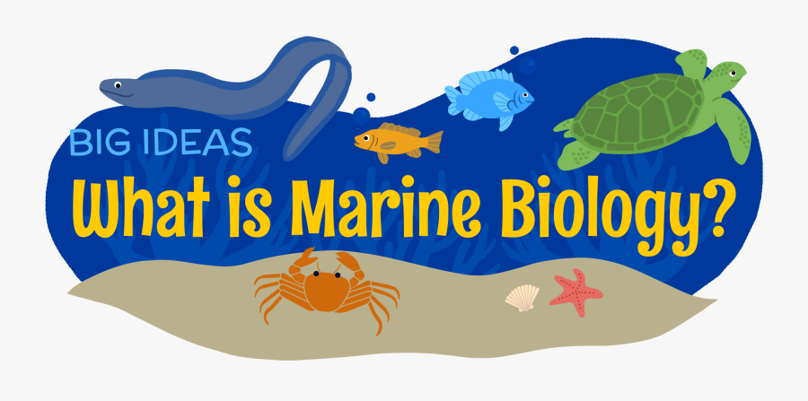 Transparent Kelp Clipart - Marine Biology Clipart, Transparent Clipart