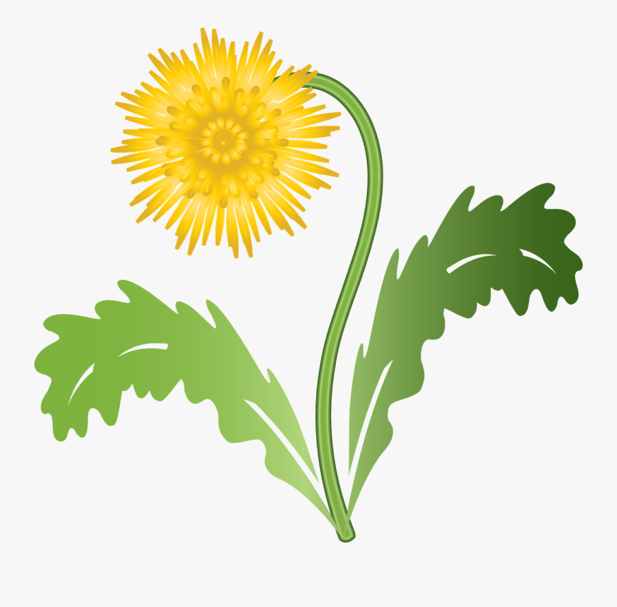 Transparent Weed Plant Png - Dandelion Flower Yellow Dandelion Clip Art, Transparent Clipart
